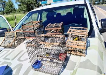 La Policía decomisó aves silvestres