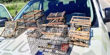 La Policía decomisó aves silvestres