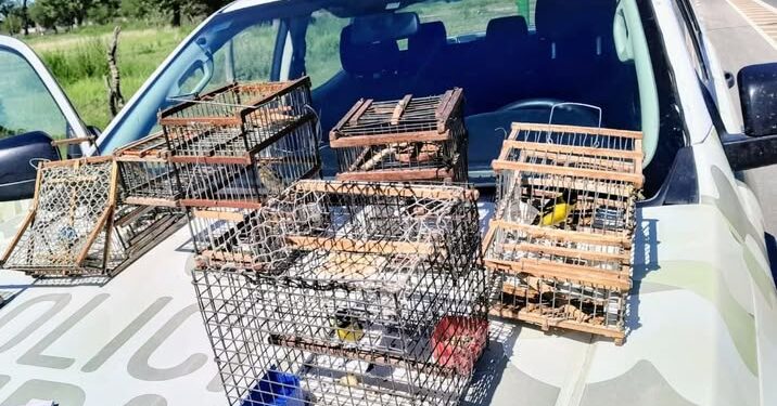 La Policía decomisó aves silvestres
