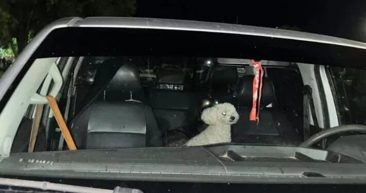 Multaron al dueño de dos perros por dejarlos encerrados dentro de una camioneta