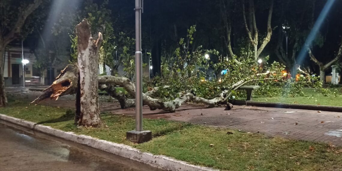 Lo que dejó la tormenta en Villa Mercedes: Arboles caídos, cables cortados, ramas obstaculizando las calles