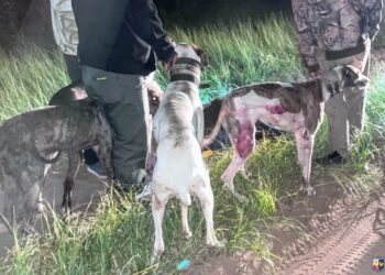 La Policía sorprendió a tres individuos que cazaron un padrillo de jabalí con una jauría