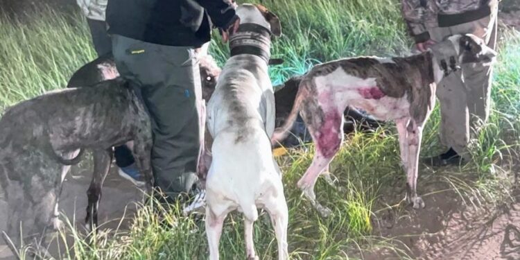 La Policía sorprendió a tres individuos que cazaron un padrillo de jabalí con una jauría
