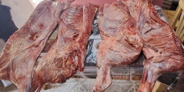 Allanamientos en Villa Mercedes por faena ilegal de ganado