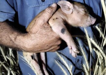 Se robaron un lechón de una quinta. Lograron recuperarlo