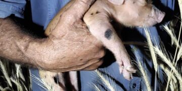 Se robaron un lechón de una quinta. Lograron recuperarlo