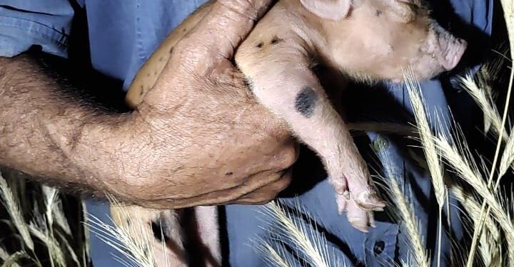 Se robaron un lechón de una quinta. Lograron recuperarlo