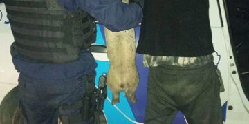 Se llevaba un lechon, fue demorado