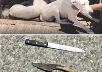 Sorprendieron a seis individuos que cazaron un jabalí con una jauría en la ruta provincial 33