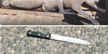 Sorprendieron a seis individuos que cazaron un jabalí con una jauría en la ruta provincial 33