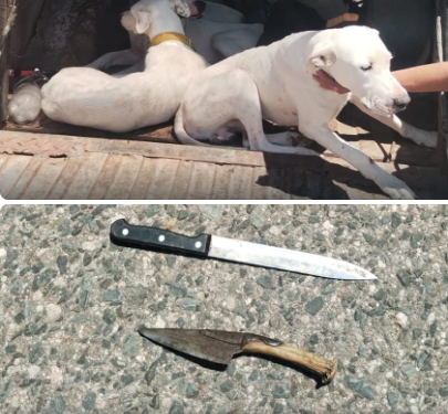 Sorprendieron a seis individuos que cazaron un jabalí con una jauría en la ruta provincial 33