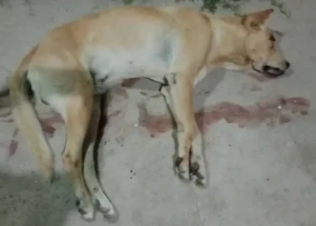 Mataron a golpes a un perro durante un intento de robo en el barrio Eva Perón 2