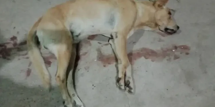 Mataron a golpes a un perro durante un intento de robo en el barrio Eva Perón 2