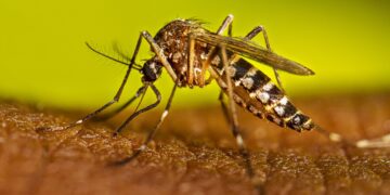 Recomendaciones ante la detección de un caso importado de chikunguña