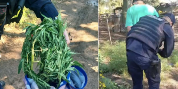 Demoraron a un hombre que llevaba cannabis sativa durante un procedimiento policial en Villa Mercedes