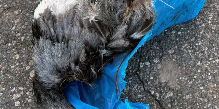 Demoraron a dos jóvenes que trasladaban un avestruz sin vida