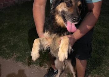 Rescataron a un perro que había caído en un pozo