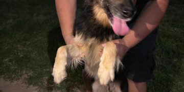 Rescataron a un perro que había caído en un pozo