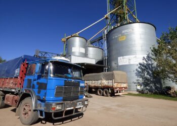 AgroZAL superó las 50 mil toneladas de maíz almacenadas en una semana