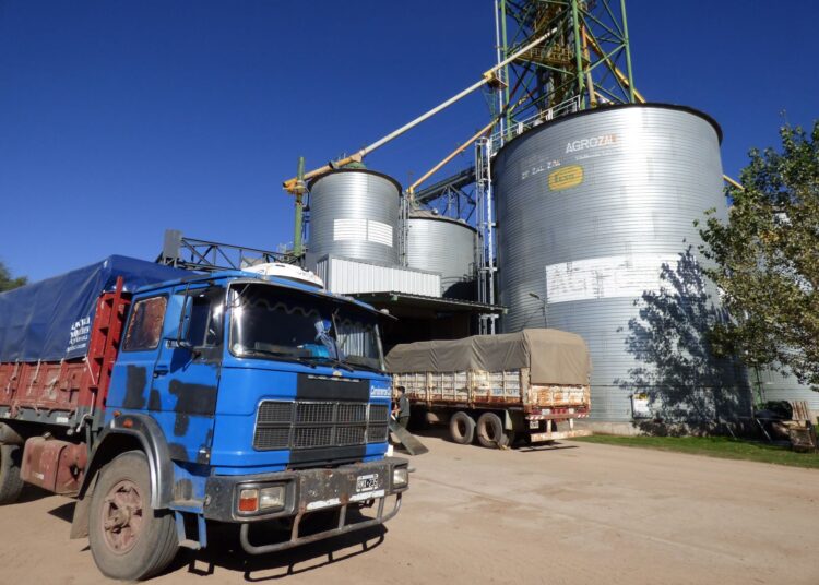 AgroZAL superó las 50 mil toneladas de maíz almacenadas en una semana