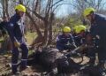 Triste desenlace: rescataron a un caballo que estuvo cuatro días empantanado en el río Quinto, pero no logró sobrevivir