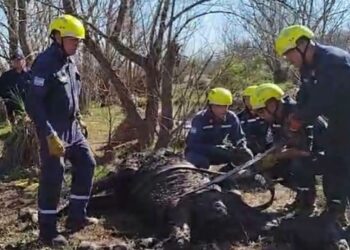 Triste desenlace: rescataron a un caballo que estuvo cuatro días empantanado en el río Quinto, pero no logró sobrevivir