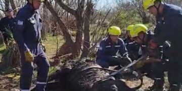 Triste desenlace: rescataron a un caballo que estuvo cuatro días empantanado en el río Quinto, pero no logró sobrevivir