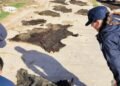 La Policía recuperó carne y cueros de animales vacunos en una investigación por abigeato