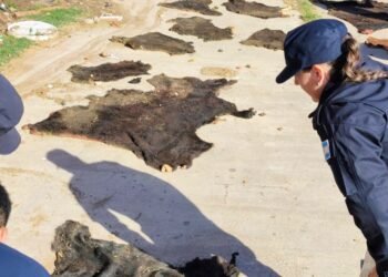 La Policía recuperó carne y cueros de animales vacunos en una investigación por abigeato