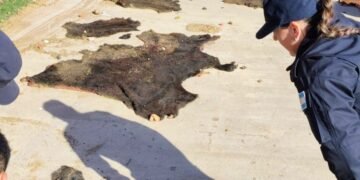 La Policía recuperó carne y cueros de animales vacunos en una investigación por abigeato