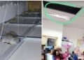 Alerta por roedores en una escuela de Villa Mercedes