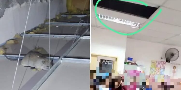 Alerta por roedores en una escuela de Villa Mercedes