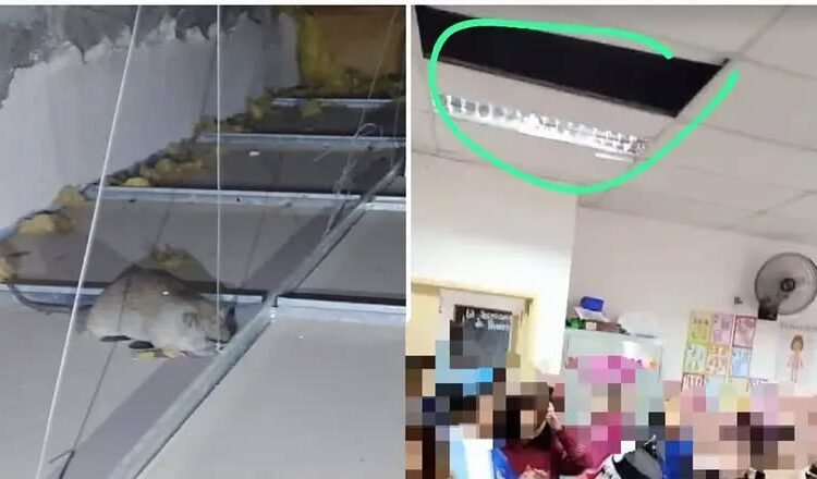 Alerta por roedores en una escuela de Villa Mercedes